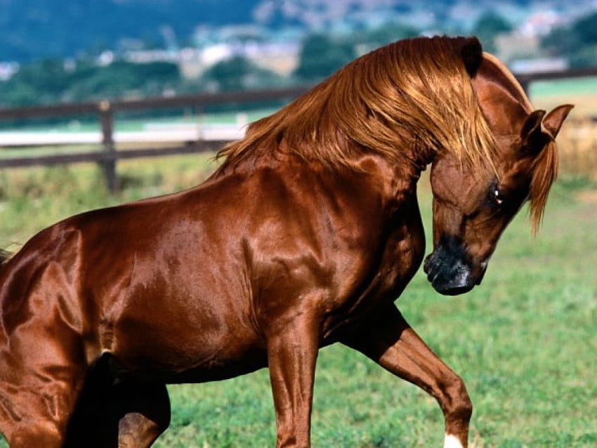 Arabian Stallion, campo gramado, árabe, cavalo, garanhão papel de parede HD