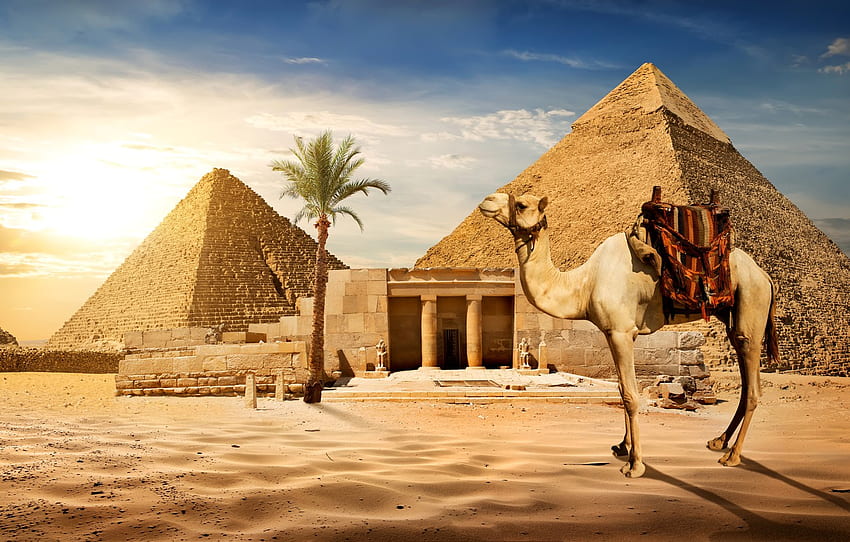sand, the sky, the sun, Palma, stones, desert, camel, Egypt, pyramid, Cairo for , section животные HD wallpaper