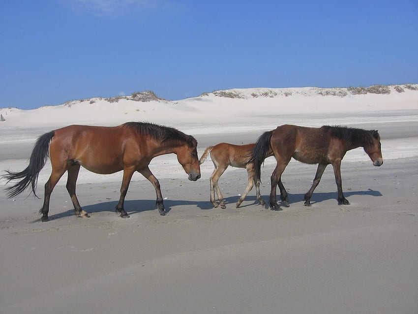 A Walk on the Beach, areia, cavalos marrons, cavalos selvagens, pôneis, cavalos andando, cavalos, animais selvagens, animais, nuvens, natureza, flores, céu, cavalos bebês papel de parede HD