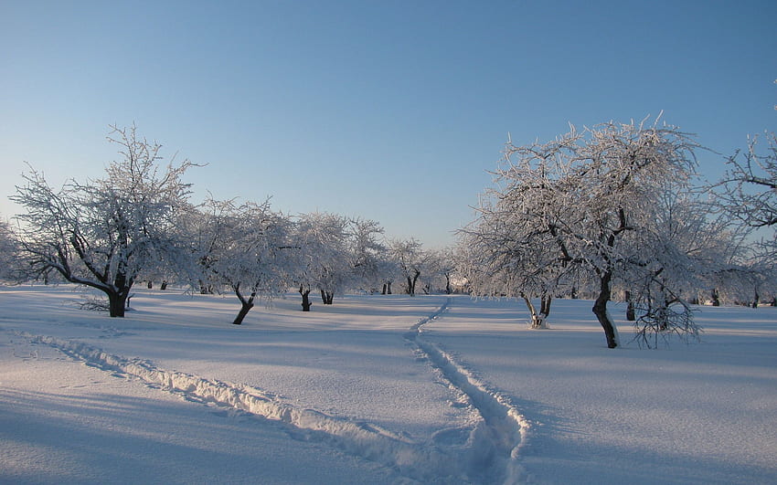 冬, 自然, 木, 雪, 鮮度, 白髪, 庭, ドリフト, 影, 痕跡, カバー, トレイル 高画質の壁紙