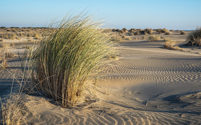 Desert, nature, grass, sand HD wallpaper | Pxfuel