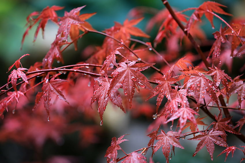 Maple leafs, water drops, rain drops, tree HD wallpaper