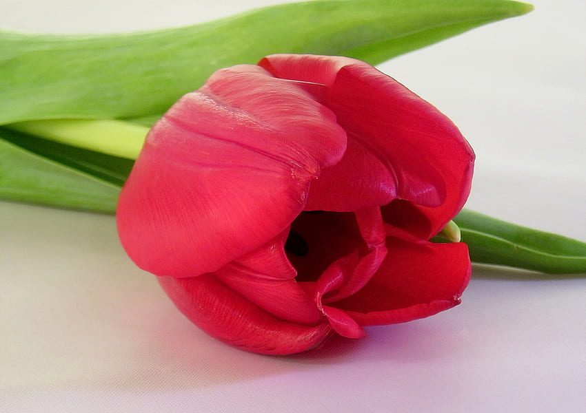single tulip, single, tulip, red, flower HD wallpaper