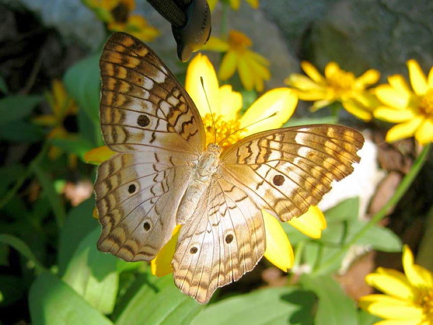 Beautiful Butterfly, cool, beautiful, butterfly HD wallpaper
