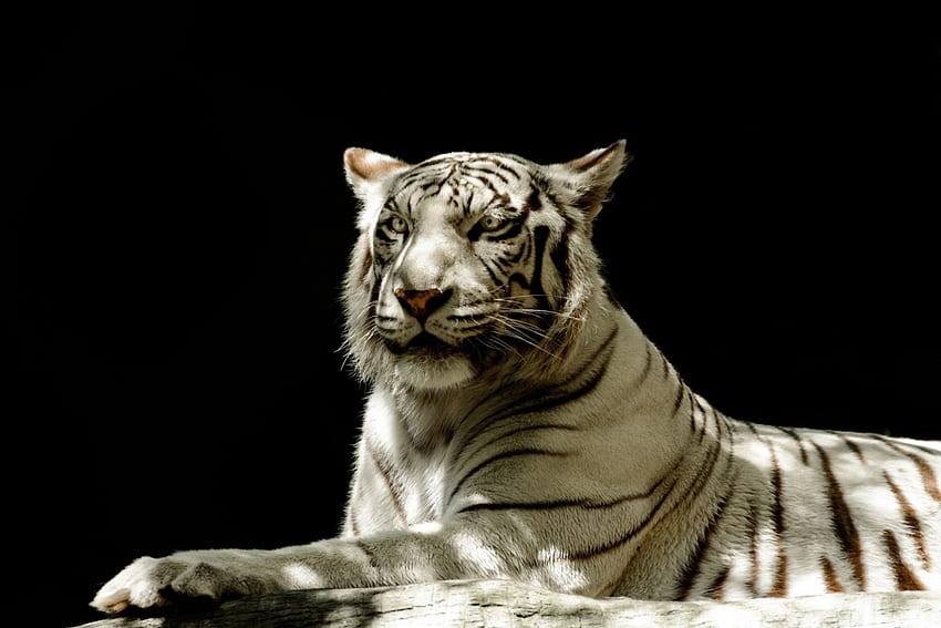 White tiger, animal, tiger, feline, wild, predator HD wallpaper