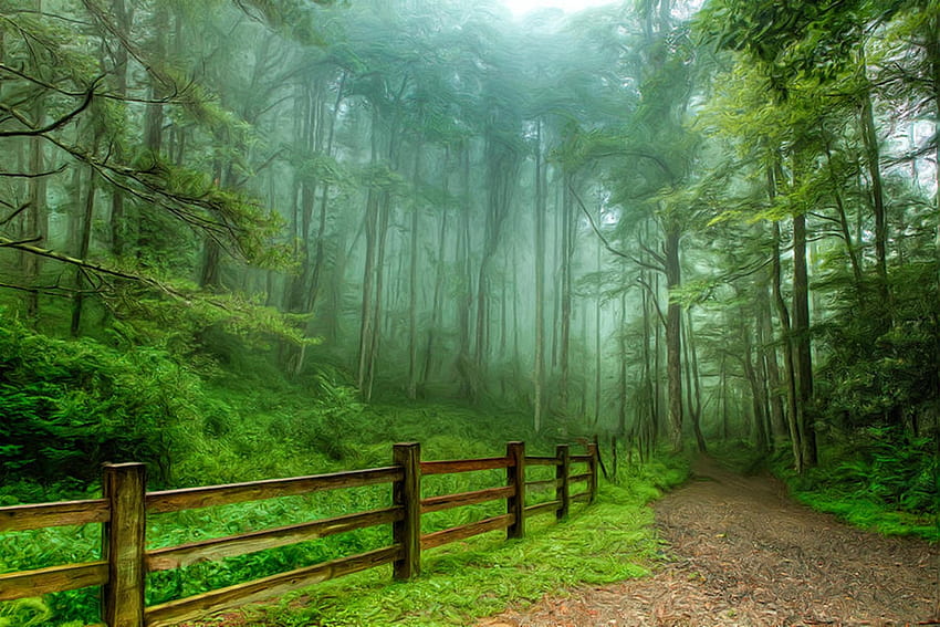 Forest Path, graphy, verde, nebbioso, alberi, natura Sfondo HD