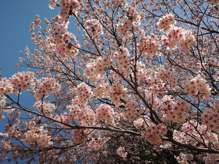 Spring Time!, 일본어, 분홍, 일본, 사쿠라, 벚꽃, 봄, 나무 HD 월페이퍼