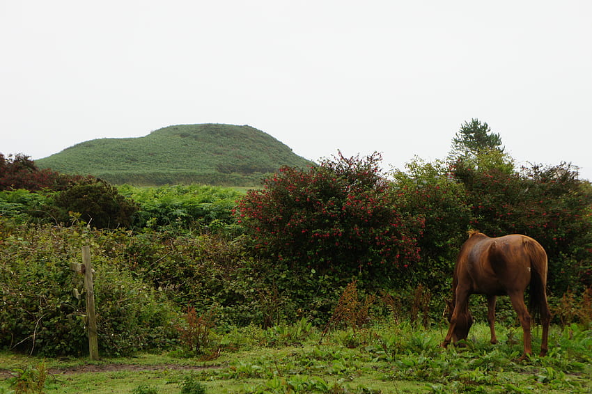 Irlandia - zielone gras, szare niebo, samotny koń, dom, koń, irlandia, łąka, trawa, zieleń, przyroda, bezdroża, zielona trawa Tapeta HD