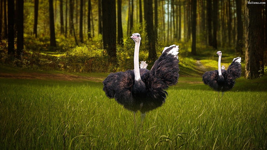 Ostrich 31623 HD wallpaper | Pxfuel