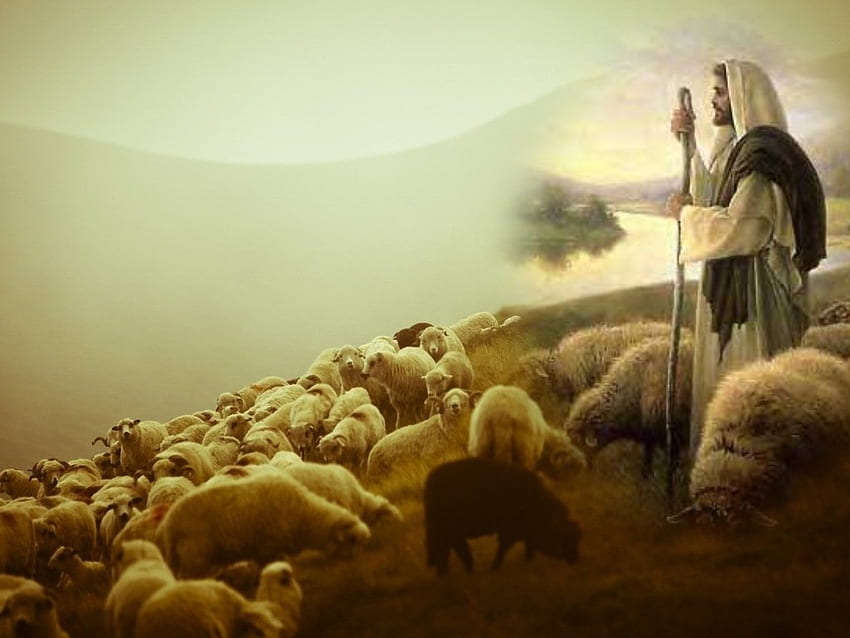Добрият пастир, бог, народ, овце, Исус, Христос, Евангелие, пастир HD тапет