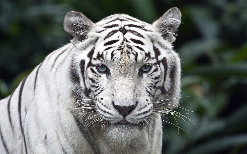 Animals, Predator, Big Cat, Sight, Opinion, Tiger, Stripes, Streaks, Albino HD wallpaper