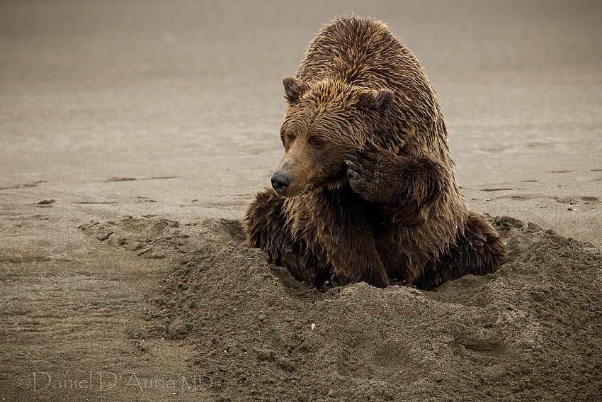 Животни, пясък, седнал, мокър, мечка HD тапет