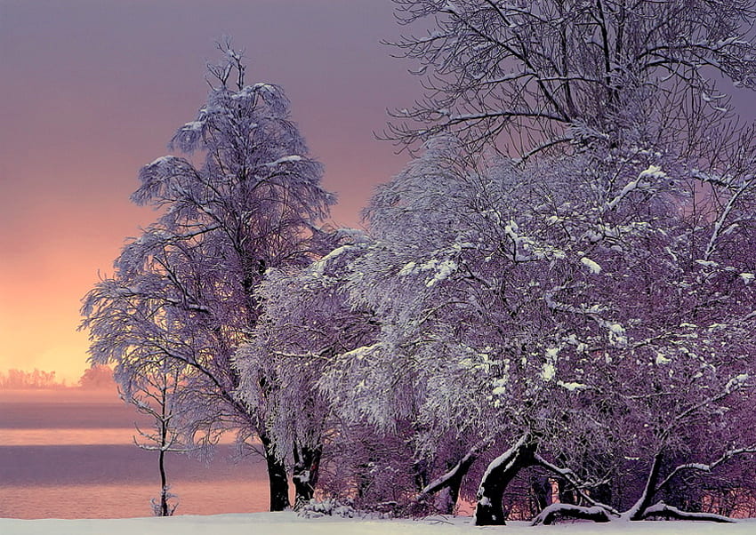 凍てついた美しさ、冬、霜、雪、冷たい美しさ、木々、ぼんやりとしたピンク色の空 高画質の壁紙