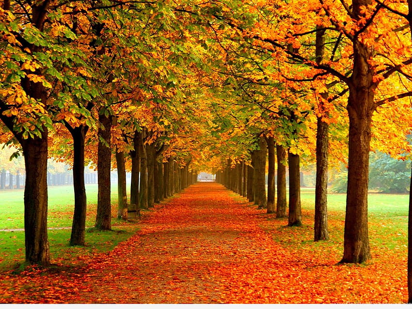 Best Autumn Background Quotes Background, Amazing Autumn HD wallpaper