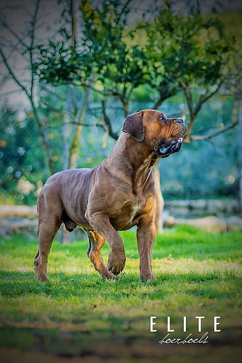 how much is a south african mastiff