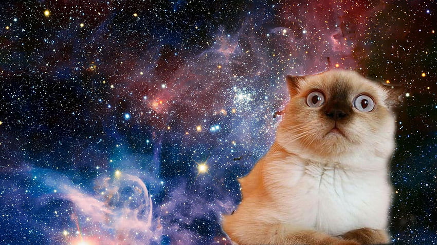 Космически котки HD тапет