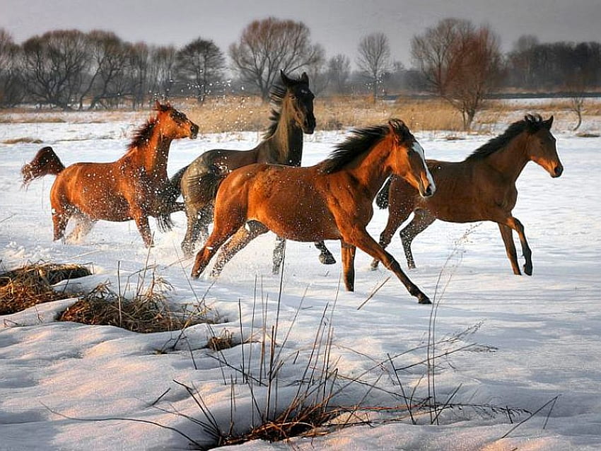 Wild Horses, cool HD wallpaper