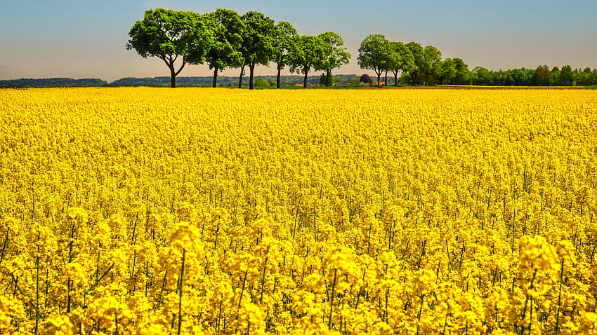 Lindas flores amarelas de colza, árvores de campo em fundo de céu azul natureza papel de parede HD
