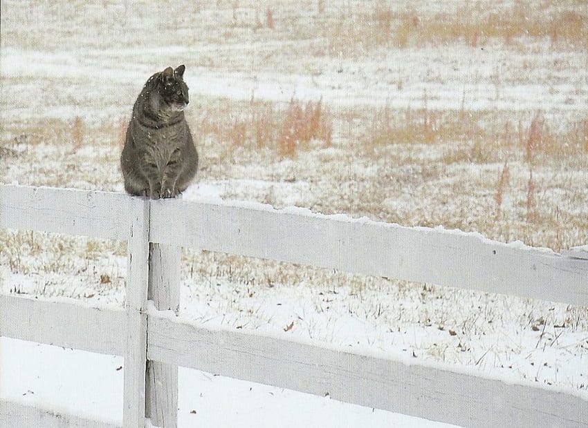Cat, snow, fence, cute, paws HD wallpaper