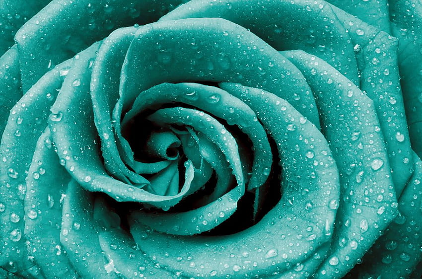 foto róża w kolorze turkusowym, Teal Rose Tapeta HD