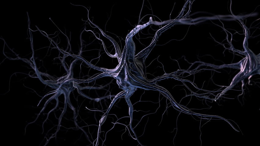 Neuron Wallpapers 52 images