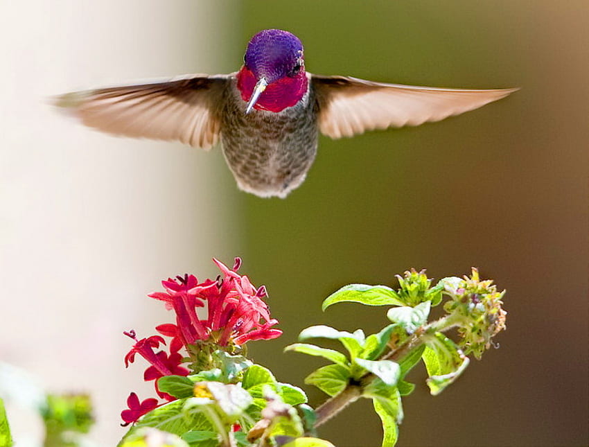 Hover craft, bird, flower, red, hummingbird, colors, hovering HD wallpaper