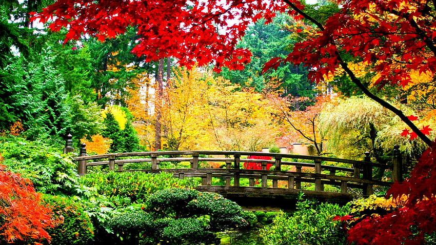Full Autumn or Fall with Maple Leaves, Korea Fall HD wallpaper