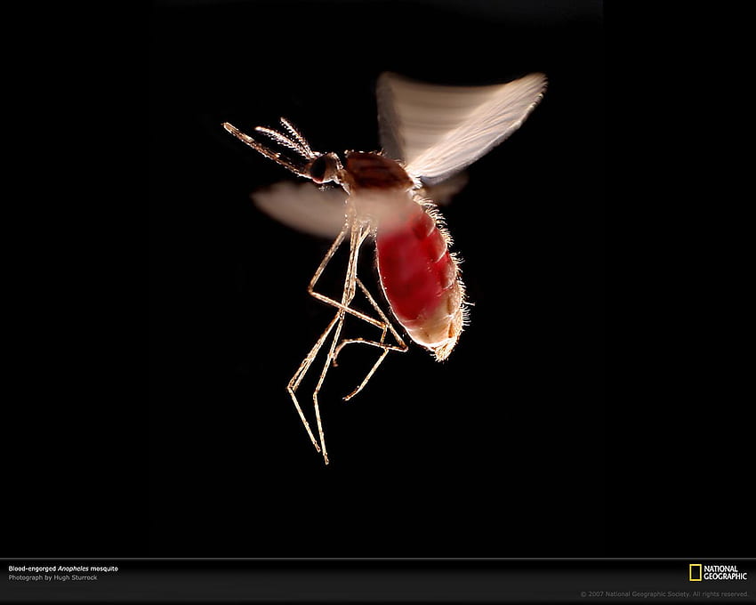 48,213 Picada De Mosquito Images, Stock Photos, 3D objects, & Vectors |  Shutterstock