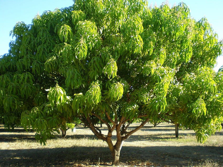 Wspaniałe drzewo mango Tapeta HD