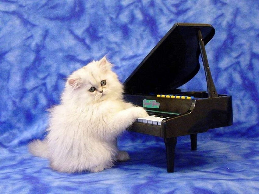 커버 피아노, 고양이, 사계절 사랑, 피아노, 동물, 고양이, 귀엽고 사랑스러운 HD 월페이퍼