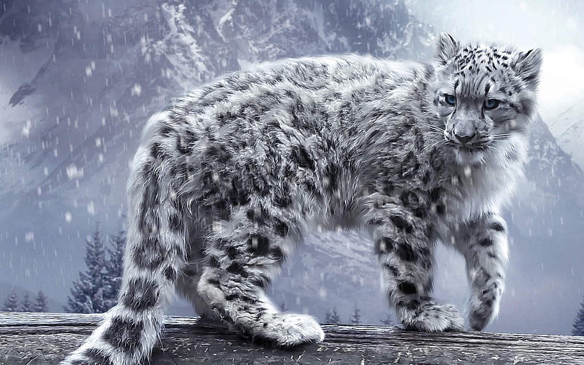 Shaggy snow leopard with blue eyes and - HD wallpaper