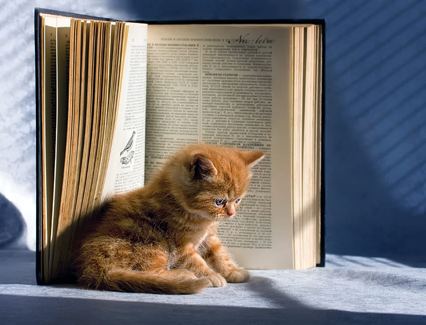 Sweet Kitten, sweet, kitten, book, sunlight, cute, lovely HD wallpaper