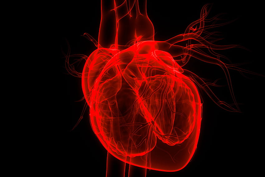 Die Herzzellsymmetrie könnte ein besseres Verständnis der gesunden Herzung ermöglichen. Neuigkeiten und Veranstaltungen HD-Hintergrundbild