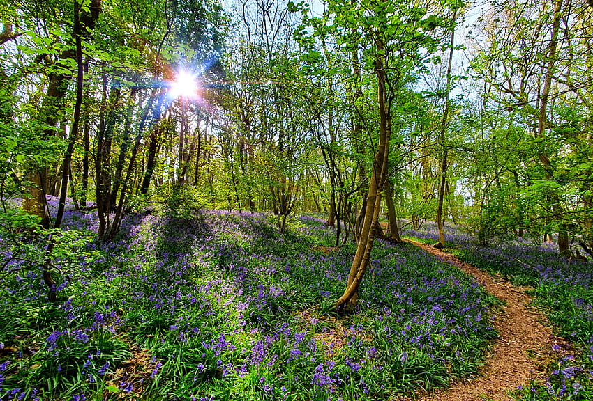 Bluebells at Everdon Stubbs, Northamptonshire U.K., blossoms, path, sunshine, trees, sky, forest, sun HD wallpaper
