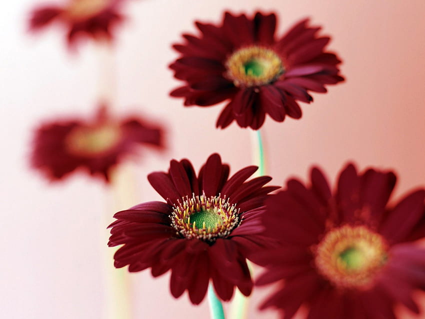 Gerbera, Blütenblätter, Blumen, Blüten, Makro, Nahaufnahme HD-Hintergrundbild