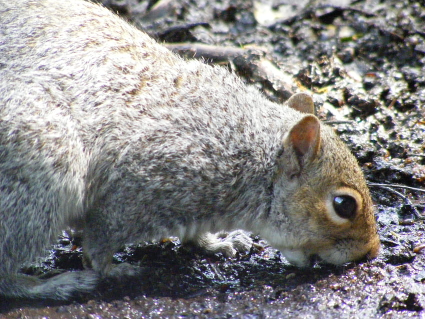 Eichhörnchen essen, Natur, Tiere, Eichhörnchen HD-Hintergrundbild