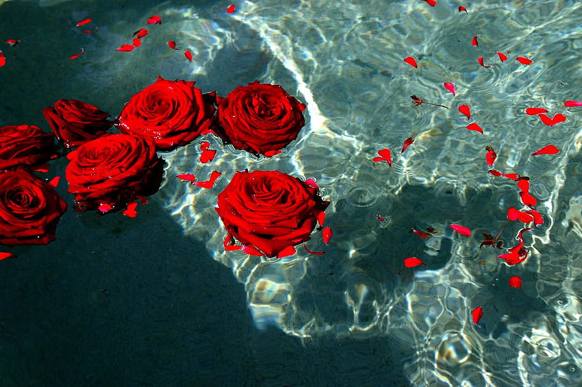 Божествена женска енергия. Тъмно червени рози, Червени рози, Червена естетика, Червен розов лаптоп HD тапет