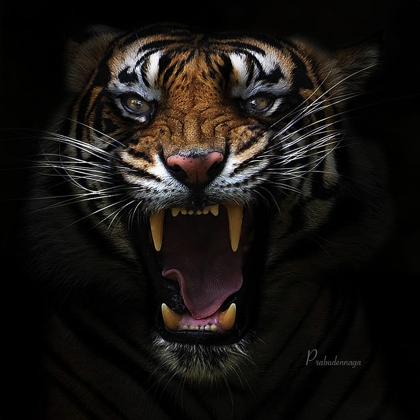 Tiger graphy. Tigers That Will Leave You Spellbound, Aggressive Tiger HD phone wallpaper