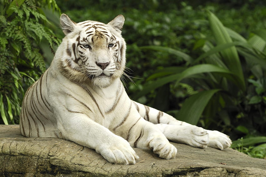 สัตว์ นอนลง โกหก นักล่า แมวตัวใหญ่ เสือ เผือก วอลล์เปเปอร์ HD