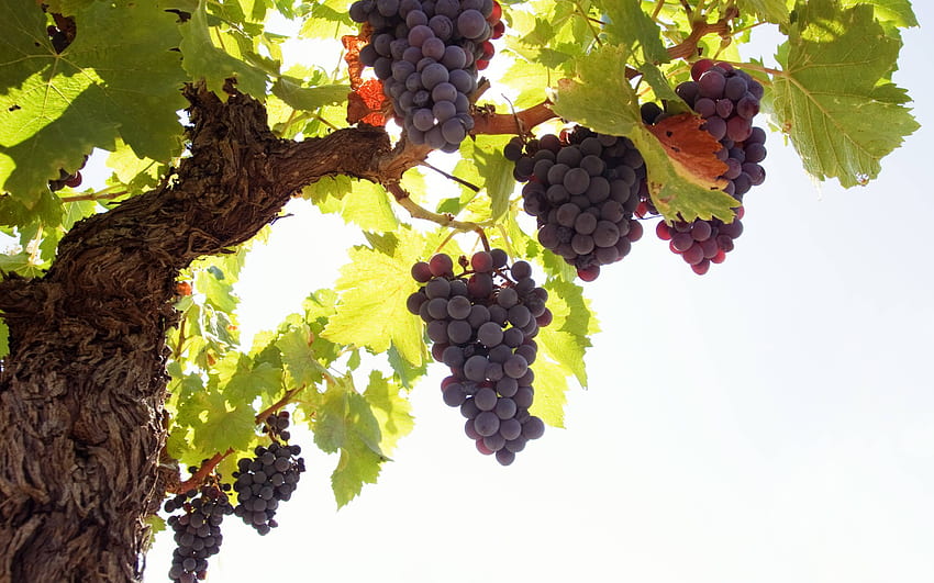 Grapes, Grape Vine HD wallpaper
