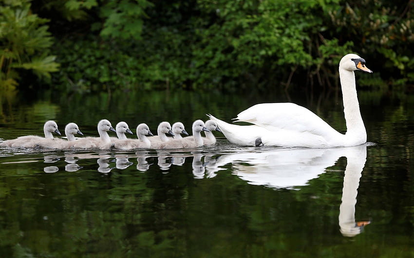 Walk With Mom , birds, bird, graphy, cute, beautiful, lake, swans, pretty, animals, nature, swan, water HD wallpaper