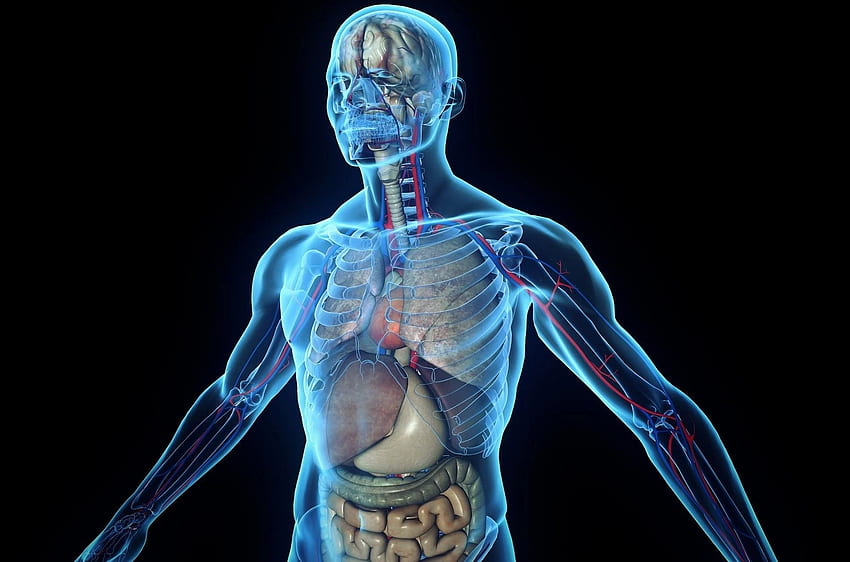 Човешко тяло, Анатомия на скелета HD тапет