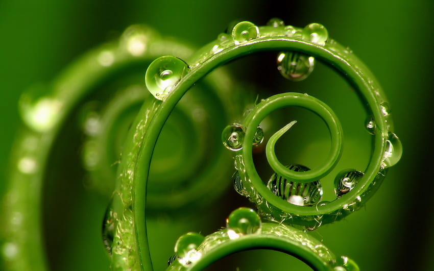 rizo, gotas, espiral, verde fondo de pantalla