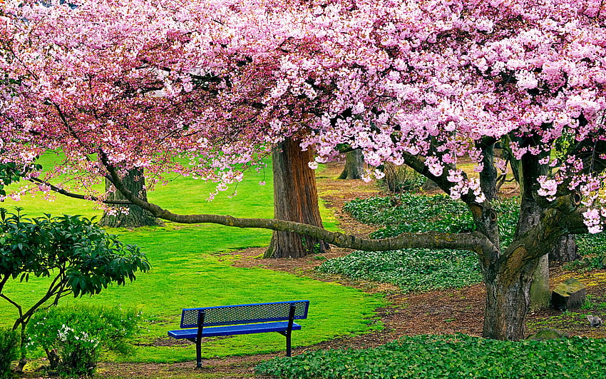 Spring in the park, rest, blossoms, flowering, blooming, spring, park, tree, bench, grass, beautiful HD wallpaper