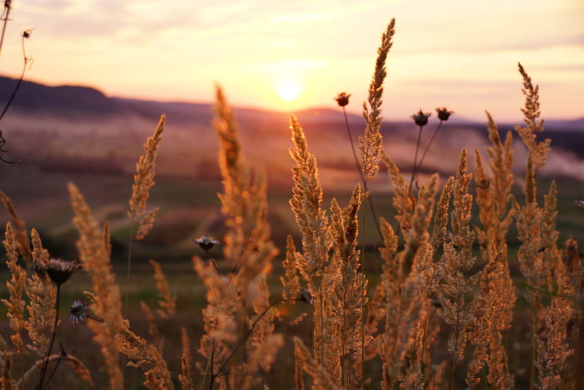 Fields: Ukraine Fields Landscape Sunsets Sun Plants Nature Lavender HD wallpaper