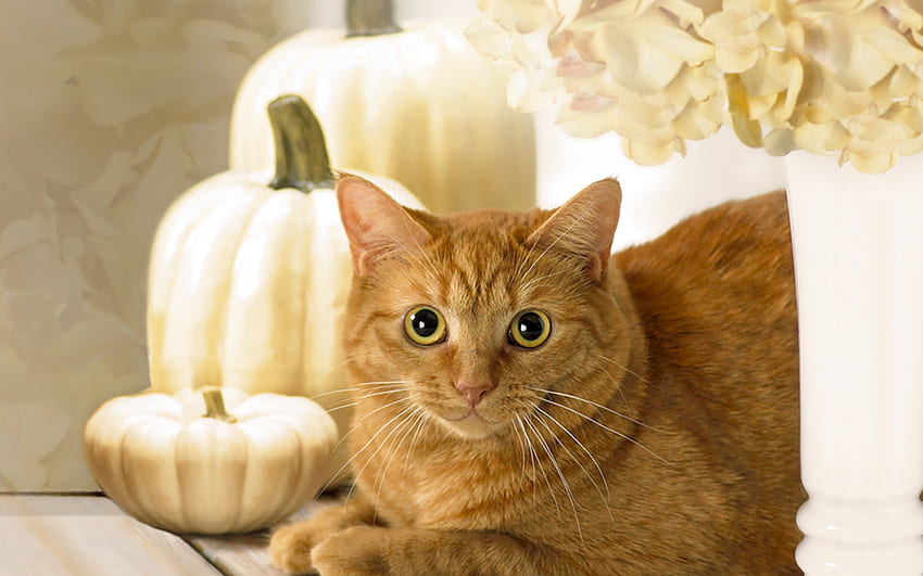 Autumn Kitty, golden, kitty, hydrangea, cat, ginger, flower, pumpkin, autumn, caramel HD wallpaper