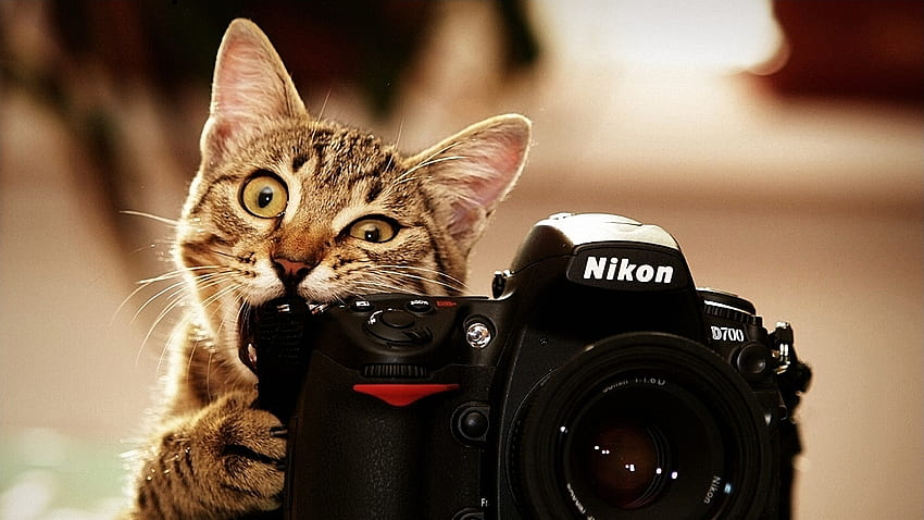 Say Birdie, nikon, feline, cat, camera HD wallpaper