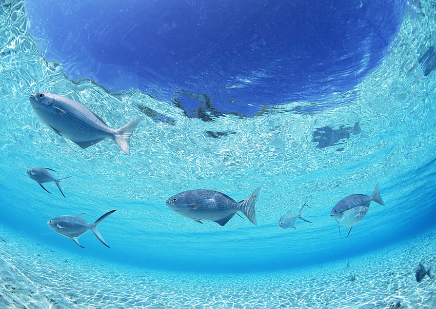 Tiere, Meer, Fische, Grund, seichtes Wasser, Schwarm HD-Hintergrundbild