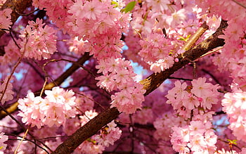 Cherry blossom wallpaper! 🌸⼋📲 - Washington Wizards