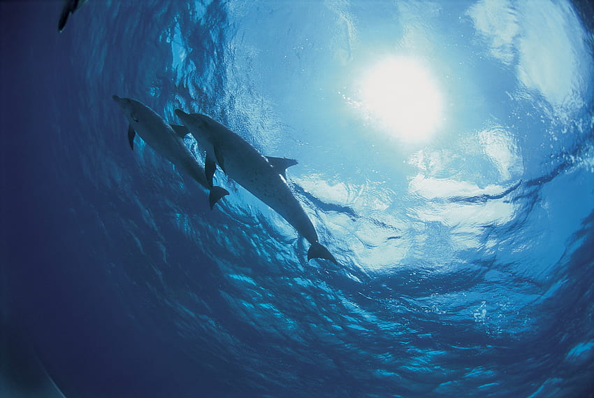 Nature, Dolfins, Ocean, Bottom HD wallpaper